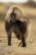 gelada 3